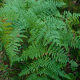Ferns are types of plants. Bracken Ferns on Kaien Island, British Columbia, Canada