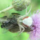 Misumena vatia with a captured fly.