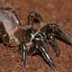 Cteniza sauvagesi, the trapdoor spider.