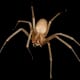 The brown recluse is native to North America.