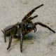 Female Sydney funnel-web spider in a warning posture.