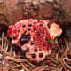 Hydnellum peckii has some sinister names, including "bleeding tooth fungus," and "Devil's tooth fungus," but at least it is not poisonous. I think it is rather attractive!