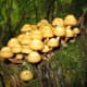 Sheathed woodtuft (Kuehneromyces mutabilis) grows on decaying wood. It provides a wonderful bright spot in the wood and is edible and very tasty. It is a common species in cooler climates worldwide.