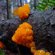 Tremella mesenterica is a bright yellow or orange "jelly fungus" that grows on trees. Some of its less flattering names include "yellow brain" and "witch's butter." Some more poetic names are "golden jelly fungus" and "yellow trembler."