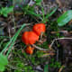 The orange mushrooms can appear so bright that they nearly "glow" in the dark undergrowth of the forest.