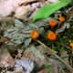 Orange waxcaps can be found in small, scattered groups among the mossy undergrowth of the woods.