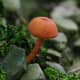 This Orange Waxy Cap Mushroom (hygrocybe) was found in Frewsburg, New York.