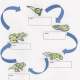 life-cycle-of-a-frog-lesson-plan-for-elementary-students