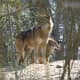 The eastern wolf is often mistaken for coyotes when spotted by Algonquin campers. They typically have a reddish brown coat, similar to that of the coyote.