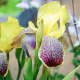 This is an iris in which the falls are not only a different colour from the standards but are also patterned.