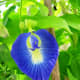 The Butterfly Pea is used as as food colorant in some cultures.