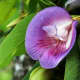 Modern medicine has found value in the Butterfly Pea plant for its anti-inflammatory, fever reducing, analgesic, tranquilizing, and immunomodulatory properties.