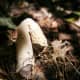 The stinkhorn is known for its foul odor, the purpose of which is to attract flies that will spread its spores. It's all about survival, spreading the seed, repopulation.