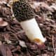 This Dune Stinkhorn prefers sandy soils.  Its fruiting body lasts a mere one to two days.
