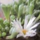 Baby's toes boast a white or yellow flower that resemble a daisy.  The plant is relatively easy to grow and requires minimal watering.  Green thumb not required.
