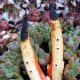 The Devil's Fingers fungus is also known as Octopus Stinkhorn.  It comes in both red and white varieties.  The fungus is indigenous to Australia and Tasmania.