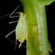 An aphid or plant lice 