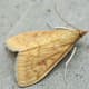 The corn-borer moth