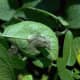 A late blight infection caused by Phytophthora infestans on a leaf