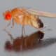 A small male Drosophila melanogaster fly