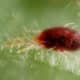 Female of the red form of the spider mite