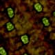 The microscopic view of leaf, the red epidermis and green tissue locates the stomata.