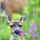 A deer munching on the Yukon's Territorial flower, the fireweed. 