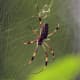 Golden silk orb-weaver spider (Nephila clavipes) female, Jamaica. These spiders are usually three inches across.