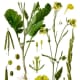 Brassica nigra (black mustard)