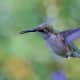 I believe this is a broad-billed hummingbird.