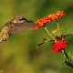 hummingbirds-you-are-likely-to-see-in-new-mexico