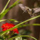 A hummingbird having lunch on our geraniums.