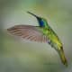 Lesser violet-ear hummingbird, taken in Ecuador.
