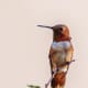 This guy is a rufous hummingbird and he loves our backyard!