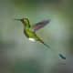 Booted racket-tail hummingbird. taken in Ecuador.