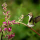 The nectar in the flowers keeps the hummingbirds coming back.
