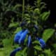 This is a true blue salvia&mdash;note the leaf shape.