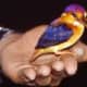 Oriental Dwarf Kingfisher in hand