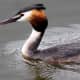 Great Crested Grebe