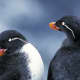 Parakeet Auklets