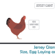 Size comparison to New Hampshire Red Chicken