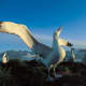 Wandering Albatross flock