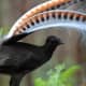 Superb Lyrebird
