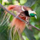 Male Raggiana Bird-Of-Paradise