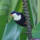 Blue Lorikeet