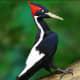 Ivory-Billed Woodpecker
