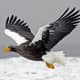 Steller's Sea Eagle in flight