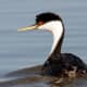 Western Grebe