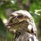 Common Potoo