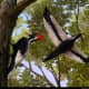 Ivory-Billed Woodpecker wingspan